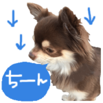 チョコ色チワワのチョコたん blue