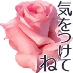 ピンクのばらⅡ