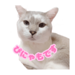 ぴにゃもちゃん