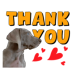 ワイマラナー犬・ジャズくん！英語スタンプ