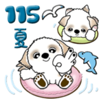 シーズー犬 115『夏』