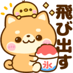 飛び出す♡夏の豆柴日和