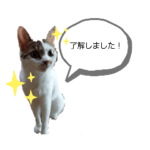 猫ちいスタンプ