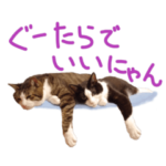 猛暑に負けにゃい！夏を乗り切るはちわれ猫