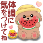 かわいいトイプードル❤️夏