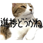 仕事に使えそうな猫