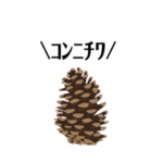 ゆるいお喋り松ぼっくりくん