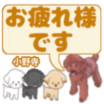 小野寺「おのでら」さんのトイプードル会話