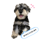 アーニャのココロ⭐︎1⭐︎