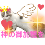 幸せの白猫アーニャ お洒落なサイベリアン4