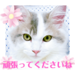 幸せの白猫アーニャ お洒落なサイベリアン3