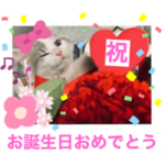 幸せの白猫アーニャ お洒落なサイベリアン2