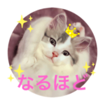 幸せの白猫アーニャ、お洒落なサイベリアン