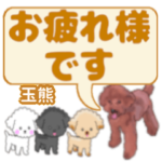 玉熊「だまぐま」さんのトイプードル会話
