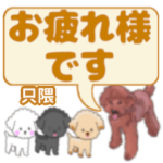 只隈「ただくま」さんのトイプードル会話