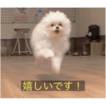 字幕犬