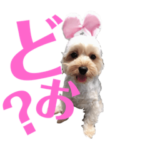 ここぷーすたんぷver.4