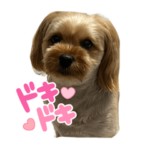 ここぷーすたんぷver.1