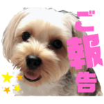 ここぷーすたんぷver.7