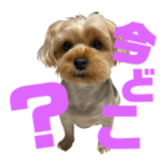 ここぷーすたんぷver.5