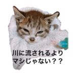 川流れ猫スタンプ～子猫編～