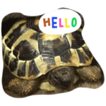 ヘルマンリクガメの一日