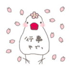 白文鳥 行事（オールシーズン）