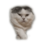 おもしろぐれちゃん