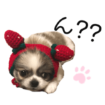 わんこ3兄弟（ポメラニアン、ペキチワ）