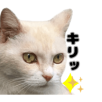 にゃんたろちゃんスタンプ