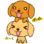 2匹のトイプードル ふーちゃん&ぽこちゃん