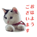 そらちゃんスタンプ