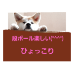 秋田犬第二だん