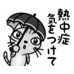 夏のサバトラ猫