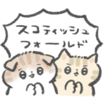 毎日♡スコティッシュフォールド