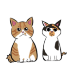 ぷーるとみかん