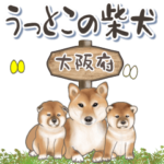 うっとこの柴犬〈大阪府〉