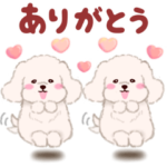 ふたごの白トイプードル