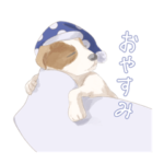 愛犬リリィくん