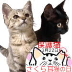 丁寧な言葉32個スタンプ～さくら耳を常識に