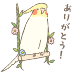 オカメちゃんの日常