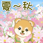 赤ちゃん豆柴　夏～秋