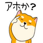 柴犬のふぅちゃん