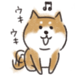 もっちり柴犬の日常