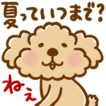 トイプーのぷう太郎 残暑〜秋編