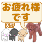 天野「あまの」さんのトイプードル会話