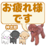 神志那「かみしな」さんのトイプードル会話