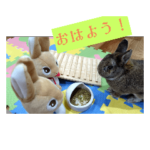 還暦うさぎアルの１日