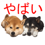 しゃべる柴犬（日常会話編３）