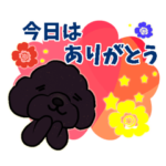 トイプードル もこもこのもこ9